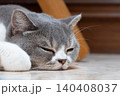 Scottish Straight cat resting on the floor in a quiet room 140408037