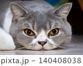 Scottish Straight cat rests on the floor in a cozy room setting 140408038