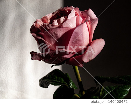 Elegant blooming rose flower with flexible plastic petals in dramatic contrast evening sidelight 140408472