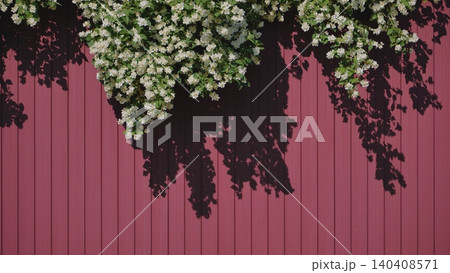 Branches of flowering jasmine hanging over a burgundy metal profile fence. Branches of flowering jasmine hanging over a burgundy metal profile fence. 140408571