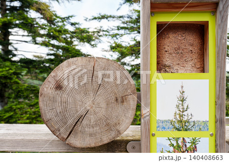 Spruce tree bark texture on nature learning display Spruce tree bark texture on nature learning display 140408663