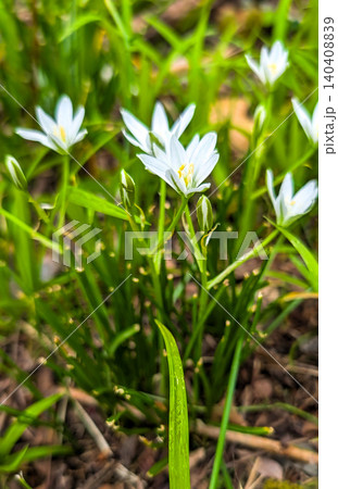 White star of Bethlehem flowers blooming in green grass close up. White star of Bethlehem flowers blooming in green grass close up. 140408839