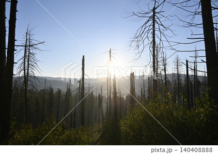 Sun shining through burnt trees in forest fire area at sunrise. Sun shining through burnt trees in forest fire area at sunrise. 140408888