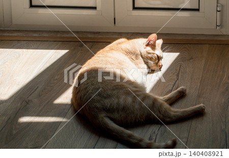 Ginger cat sleeping in a patch of sunlight on wooden floor Ginger cat sleeping in a patch of sunlight on wooden floor 140408921