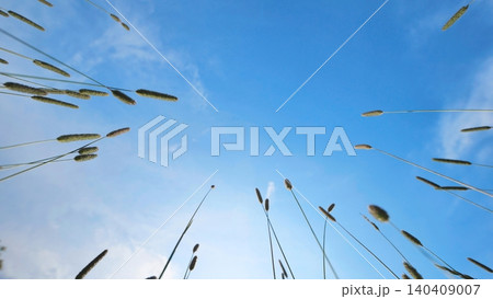 Lush green grasses bending towards a clear blue summer sky at low angle view 140409007
