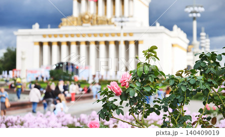 Pink roses blooming VDNKh park Moscow people walking Pink roses blooming VDNKh park Moscow people walking 140409019
