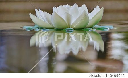 Serene white water lily with perfect reflection on calm pond water. 140409042