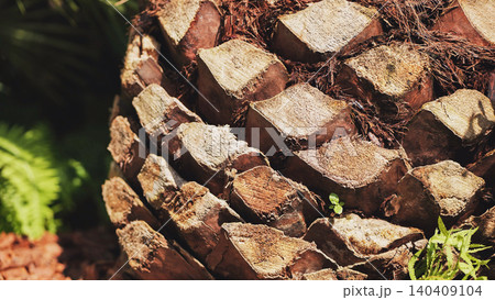 Close-up of palm tree trunk showing its rough texture in Vietnam Close-up of palm tree trunk showing its rough texture in Vietnam 140409104
