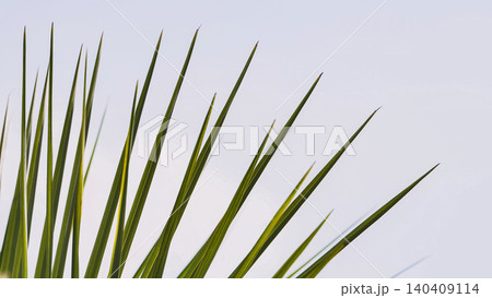 Close-up of Pandanus amaryllifolius leaves reaching for the sky in Vietnam Close-up of Pandanus amaryllifolius leaves reaching for the sky in Vietnam 140409114