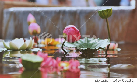 Pink lotus bud and lily pad floating in a calm pond with a waterfall Pink lotus bud and lily pad floating in a calm pond with a waterfall 140409130