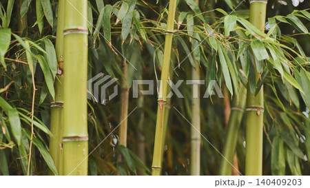Lush Green Bamboo Stalks and Leaves Growing in Botanical Garden 140409203