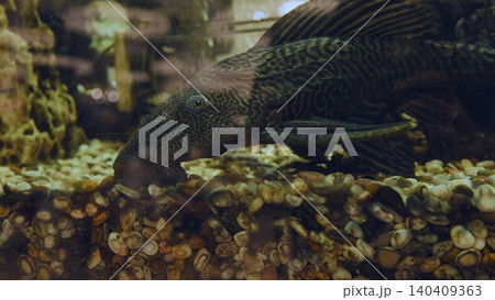 Pleco fish resting on gravel in an aquarium, bottom feeder habitat Pleco fish resting on gravel in an aquarium, bottom feeder habitat 140409363