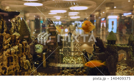 Aquarium with colorful cichlid fish swimming in a decorative medieval underwater scene Aquarium with colorful cichlid fish swimming in a decorative medieval underwater scene 140409375