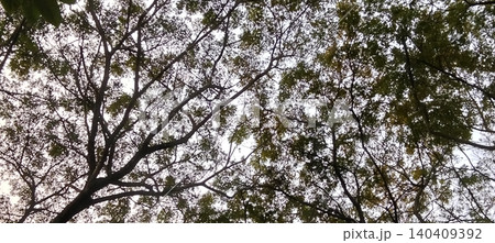 Silhouette of a tree canopy with intertwining branches 140409392