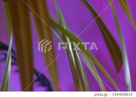 Palm tree leaves close up against a vibrant purple background Palm tree leaves close up against a vibrant purple background 140409614