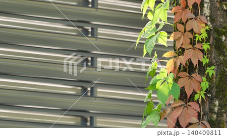Colorful climbing ivy on a mossy tree trunk against a modern louvered metal background Colorful climbing ivy on a mossy tree trunk against a modern louvered metal background 140409811