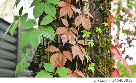 Close-up of a climbing vine with green leaves on a moss-covered tree trunk. 140409818