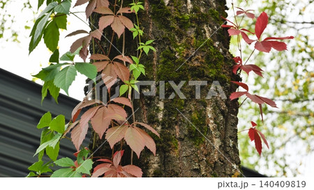 Virginia creeper vine with red and green leaves climbing a mossy tree trunk in autumn. 140409819