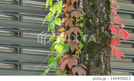 Colorful autumn vine with green and red leaves climbing a mossy tree trunk against a modern background. 140409823