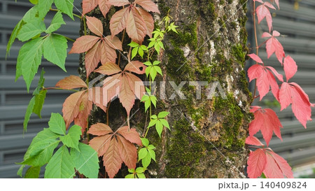 Colorful autumn ivy leaves climbing a mossy tree trunk. Colorful autumn ivy leaves climbing a mossy tree trunk. 140409824