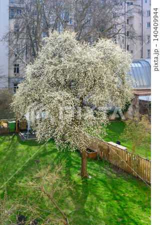 Blooming spring tree in urban backyard Blooming spring tree in urban backyard 140409944