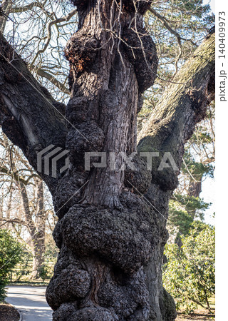 Old tree trunk with large burls and rough bark Old tree trunk with large burls and rough bark 140409973