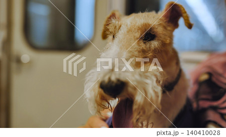 Wire fox terrier dog traveling in Moscow metro, a pet riding urban public transport Wire fox terrier dog traveling in Moscow metro, a pet riding urban public transport 140410028