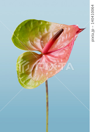 flamingo flower Anthurium andraeanum with pink, orange and green tones isolated on a light background. Tropical exotic houseplant with glossy heart-shaped spathe and long stem. flamingo flower Anthurium andraeanum with pink, orange and green tones isolated on a light background. Tropical exotic houseplant with glossy heart-shaped spathe and long stem. 140410064