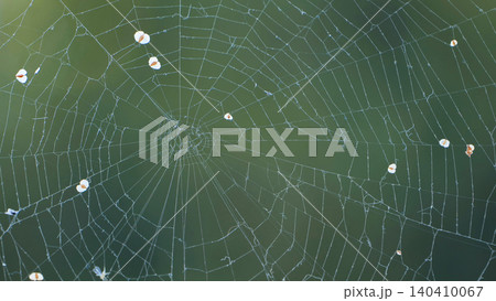 Catching insects on a delicate cobweb with natural green background 140410067