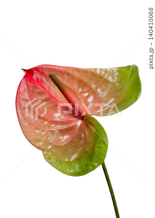 flamingo flower Anthurium andraeanum with pink, orange and green tones isolated on a light background. Tropical exotic houseplant with glossy heart-shaped spathe and long stem. 140410068