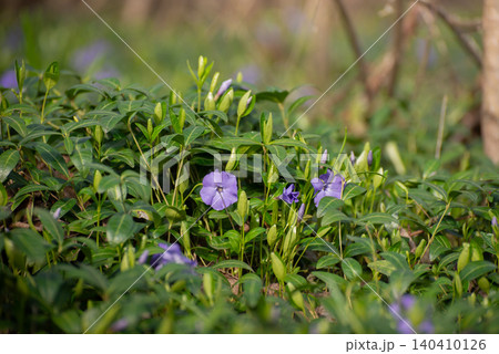 Purple Periwinkle Flowers Blooming in Green Foliage, Natural Floral Background. Vinca minor blooming among dense green foliage in a natural forest setting. Purple Periwinkle Flowers Blooming in Green Foliage, Natural Floral Background. Vinca minor blooming among dense green foliage in a natural forest setting. 140410126