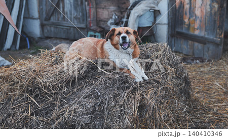 Playful red and white canine resting on hay bale, chewing bone near weathered barn during sunny summer afternoon Playful red and white canine resting on hay bale, chewing bone near weathered barn during sunny summer afternoon 140410346