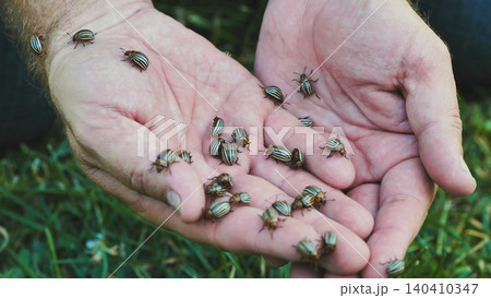 Farmer is holding many colorado potato beetles in his open hands, showcasing a pest infestation in a potato field 140410347