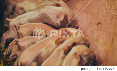 Newborn piglets nursing beside sow, highlighting maternal care in farm animal husbandry Newborn piglets nursing beside sow, highlighting maternal care in farm animal husbandry 140410357