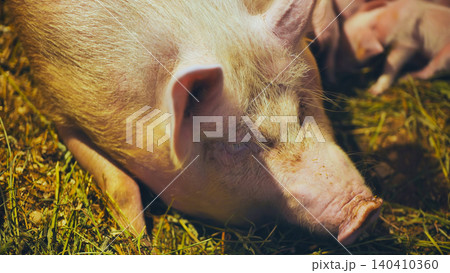 Sow lying restfully on hay, nursing piglets sleeping soundly nearby, depicting pastoral farm life and maternal livestock care Sow lying restfully on hay, nursing piglets sleeping soundly nearby, depicting pastoral farm life and maternal livestock care 140410360