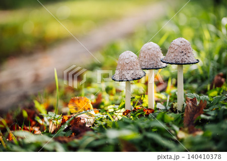 Coprinus comatus mushrooms growing in the grass near a path 140410378
