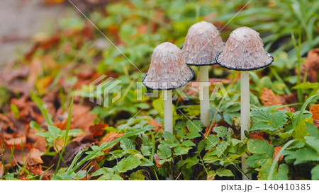 Glistening mushrooms nestled in verdant grass, sparkling with dew beside russet autumn leaves, capturing woodland tranquility 140410385