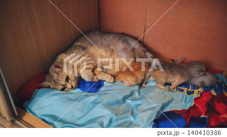 Mother cat breastfeeding kittens lying on blanket in wardrobe Mother cat breastfeeding kittens lying on blanket in wardrobe 140410386