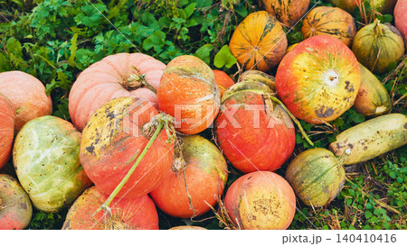 Ripe orange pumpkins resting on green grass, displaying various stages of decay after extended field storage Ripe orange pumpkins resting on green grass, displaying various stages of decay after extended field storage 140410416