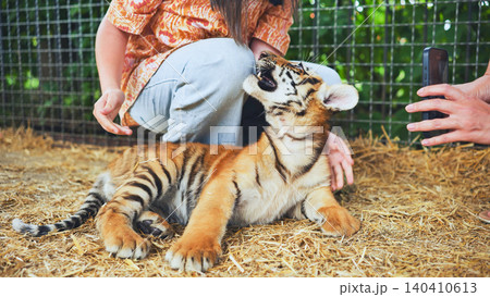 Zookeeper taking care of playing tiger cub while visitor taking photo Zookeeper taking care of playing tiger cub while visitor taking photo 140410613