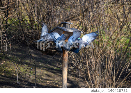Pigeons flying around a wooden bird feeder Pigeons flying around a wooden bird feeder 140410781