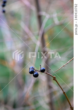 Dark berries on a bare branch in soft woodland light Dark berries on a bare branch in soft woodland light 140410782