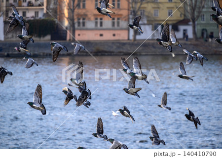 Flock of ducks flying over city river 140410790
