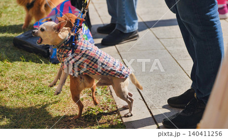 Two chihuahuas barking and jumping on leash at India Day festival in Moscow Two chihuahuas barking and jumping on leash at India Day festival in Moscow 140411256