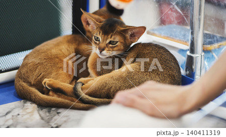 Abyssinian kittens resting in cat carrier at cat show 140411319