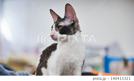 Purebred Cornish Rex cat sitting and looking away Purebred Cornish Rex cat sitting and looking away 140411321