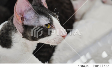 Cornish Rex cat looking away with intense stare Cornish Rex cat looking away with intense stare 140411322