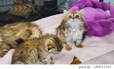 Adorable kittens resting on a pink blanket near purple pet bed 140411325