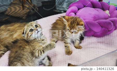 Adorable kittens playing near a purple pet bed, enjoying their time together 140411326