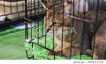 Purebred abyssinian cat resting in a cage during cat show Purebred abyssinian cat resting in a cage during cat show 140411328